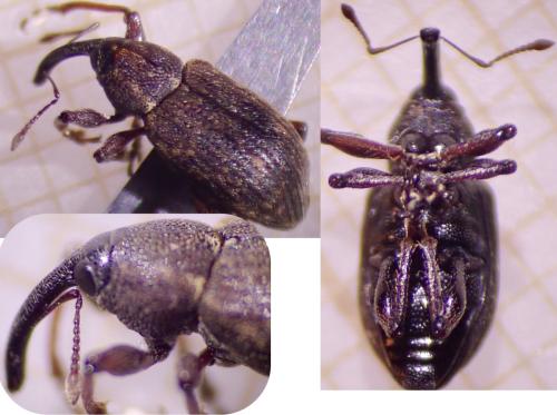 Tournotaris bimaculatus